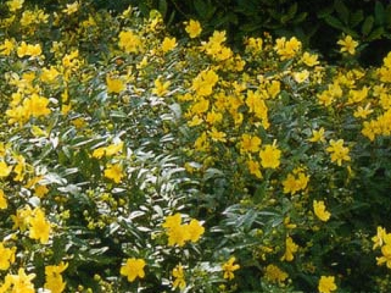 Cup-shaped St. John's-wort