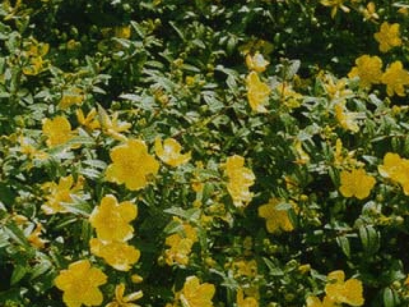 Olympic St. John's-wort