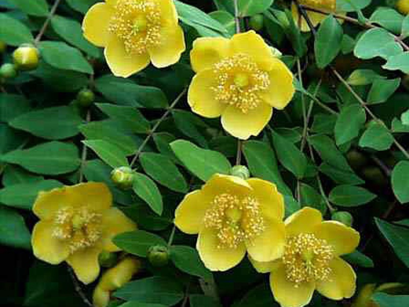 Зверобой раскидистый