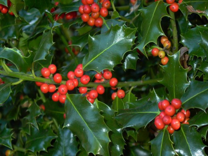 Падуб остролистный