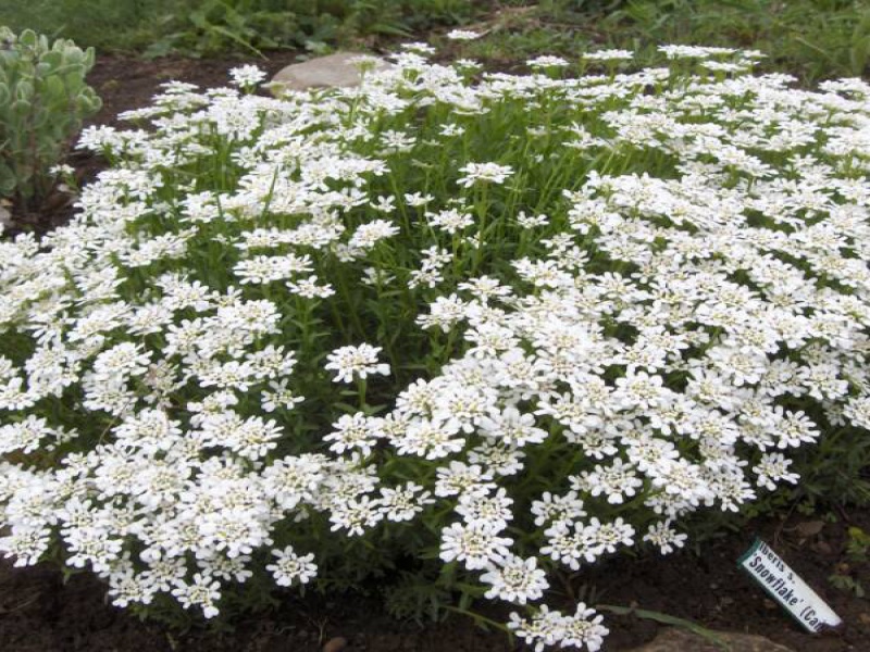 Иберис или стенник