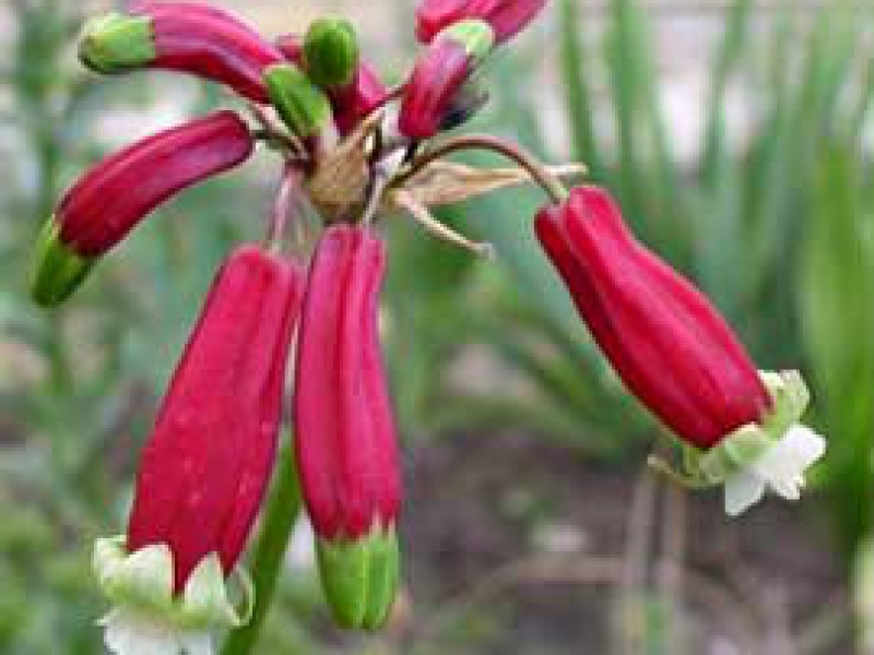 Бревуртия майская