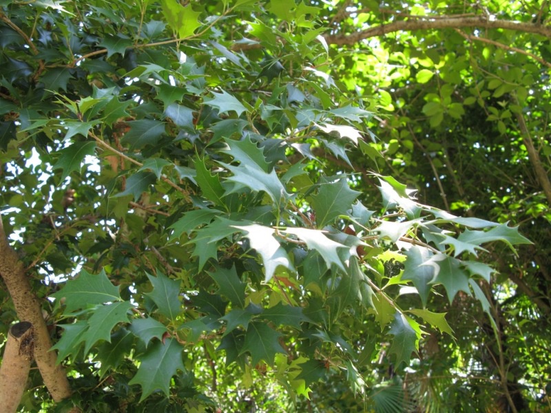 Падуб обыкновенный