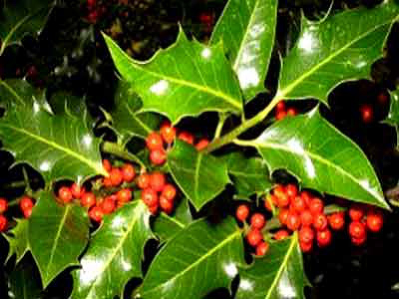 Падуб обыкновенный ‘Аляска’