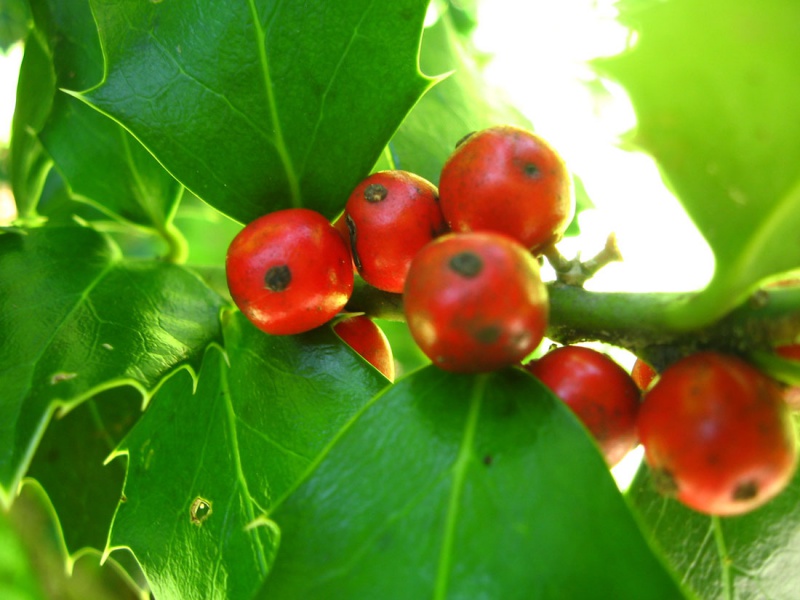 Падуб колхидский