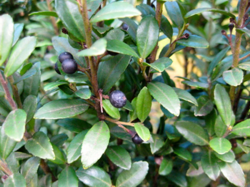 Падуб городчатый