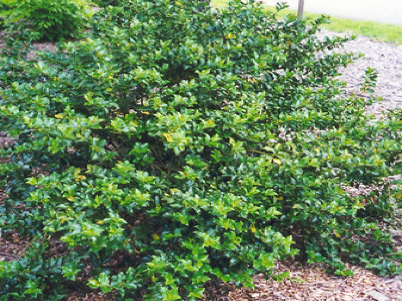 Падуб голубой