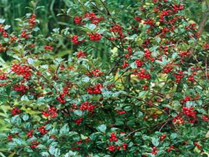 Падуб голубой «Блу Энжел»