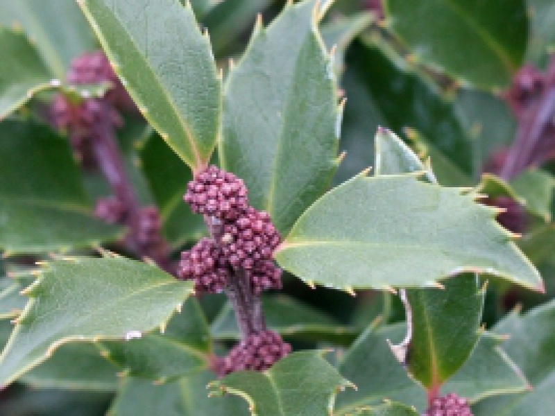 Падуб голубой «Блу Принц»