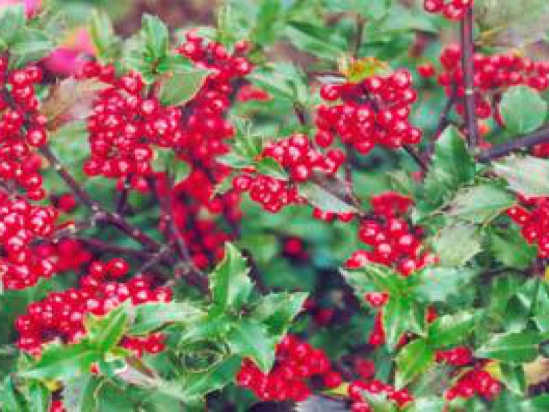 Падуб голубой «Блу Принцес»