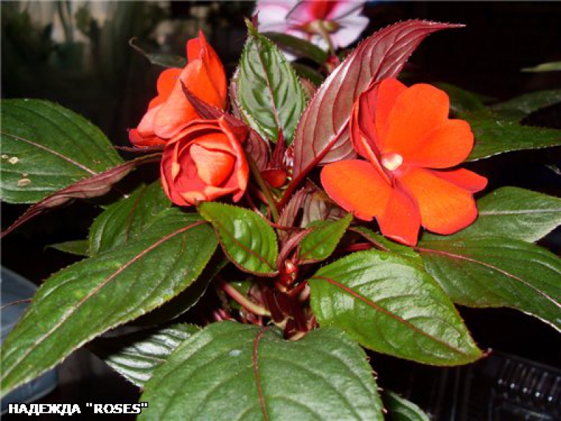 Импатиенс Петерса