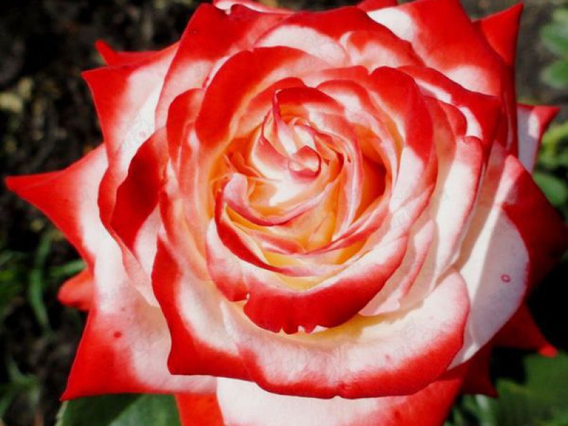 Роза чайно-гибридная “Императрица Фарах»