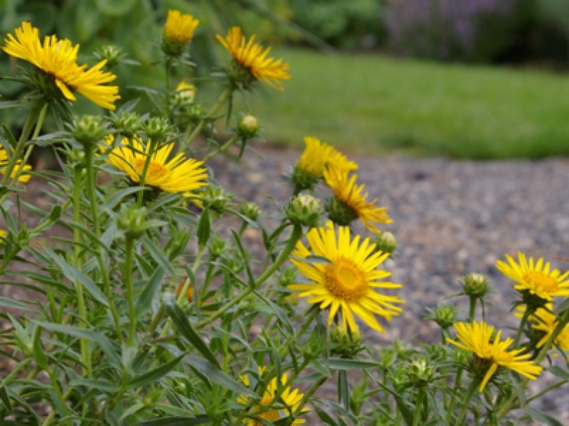 Девясил мечелистный