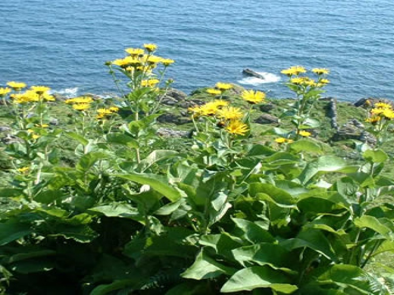 Девясил высокий