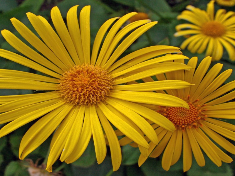 Девясил восточный