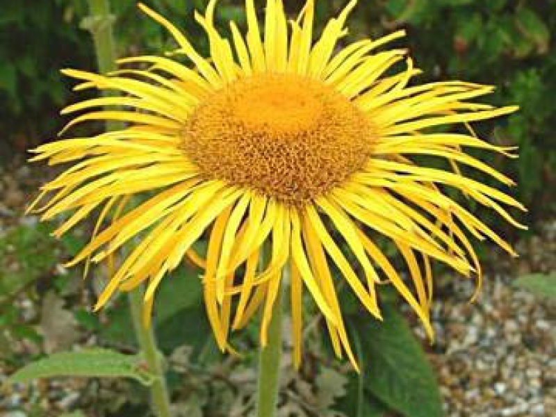 Девясил Роила