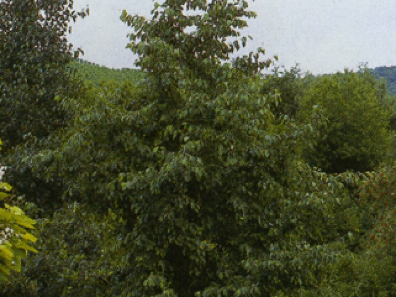 Grey alder, white alder