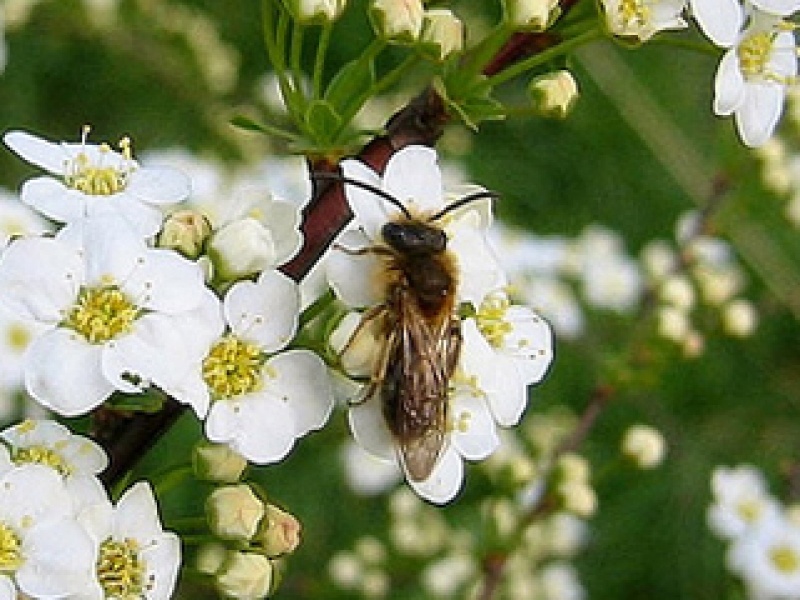 White panicled meadowsweet (Сinerea 'Grefsheim')