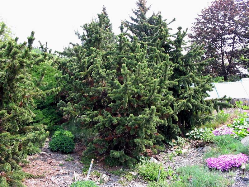 Сосна аристата