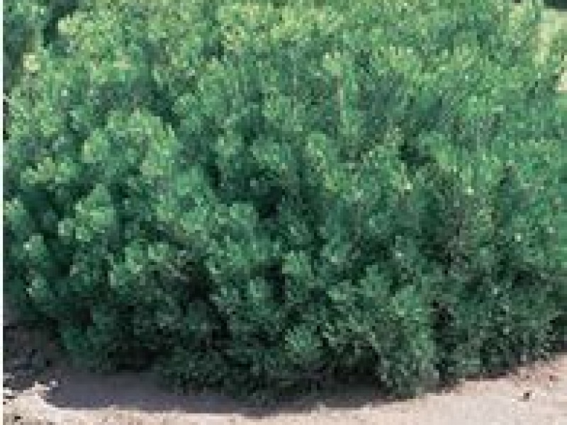 Сосна горная