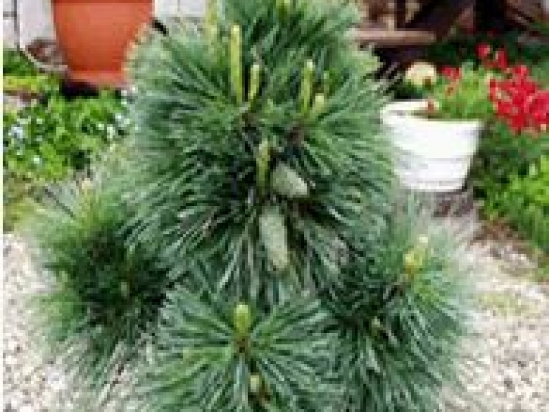 Сосна валлихиана