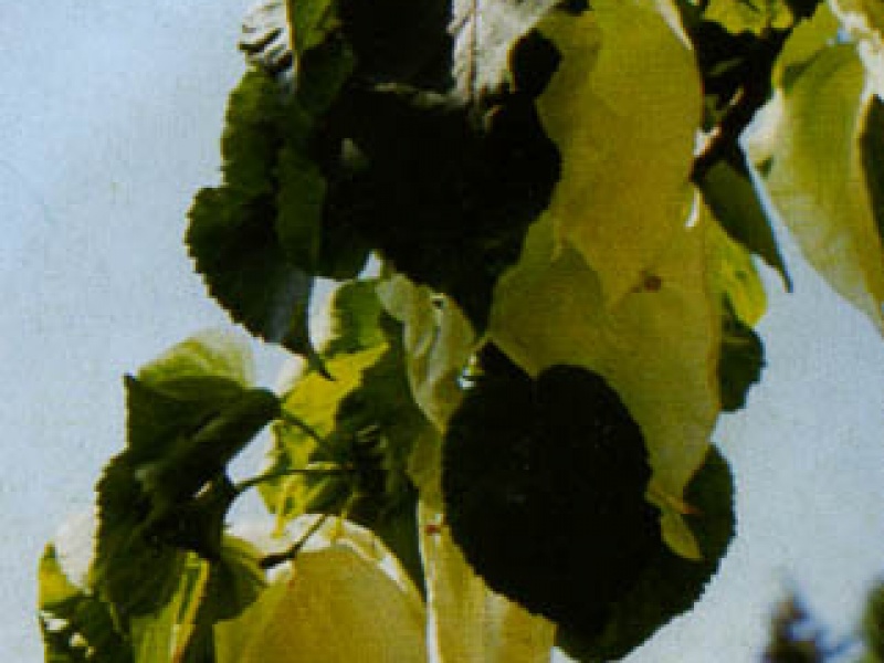 Davidia (Handkerchief tree)