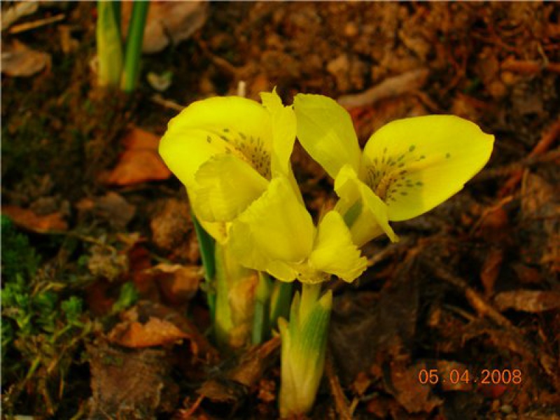 Иридодиктиум