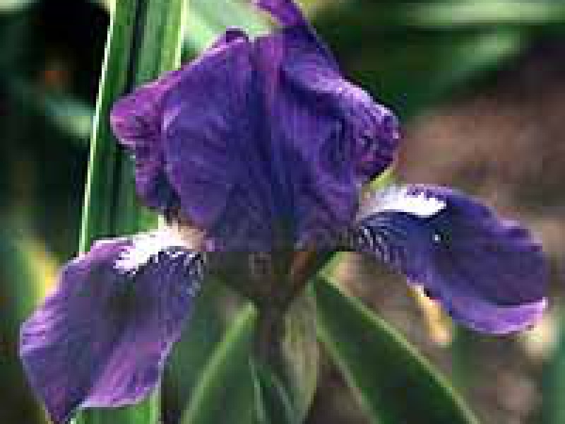 Ирис Альберта