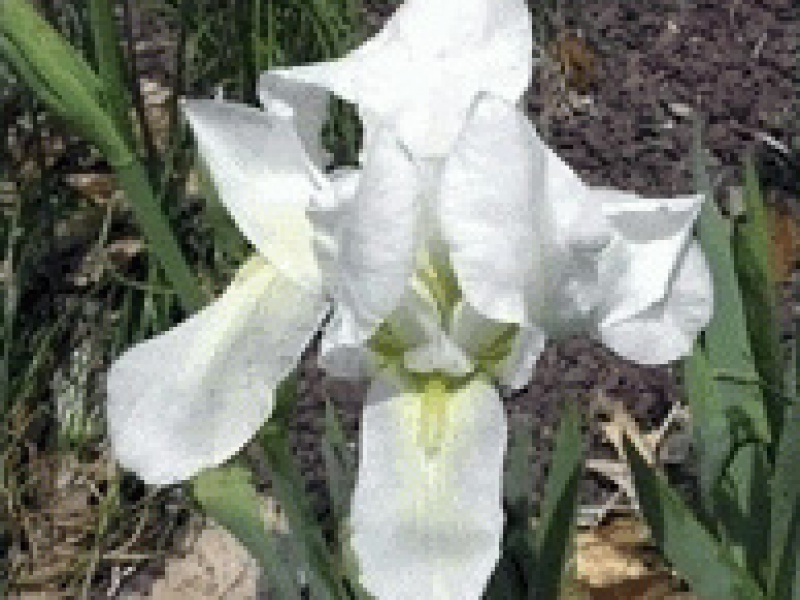 Ирис беловатый