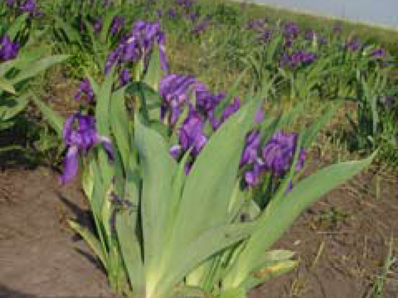 Ирис безлистный