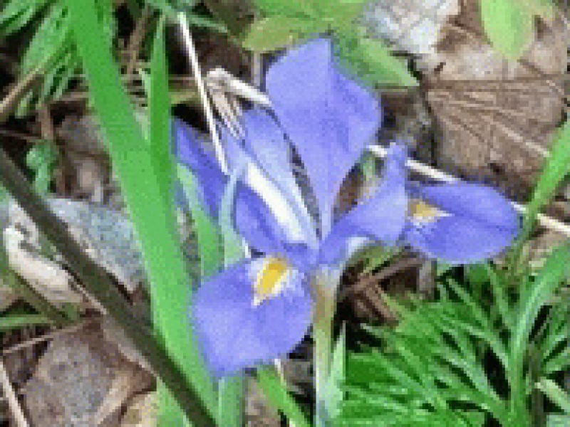 Ирис астраханский