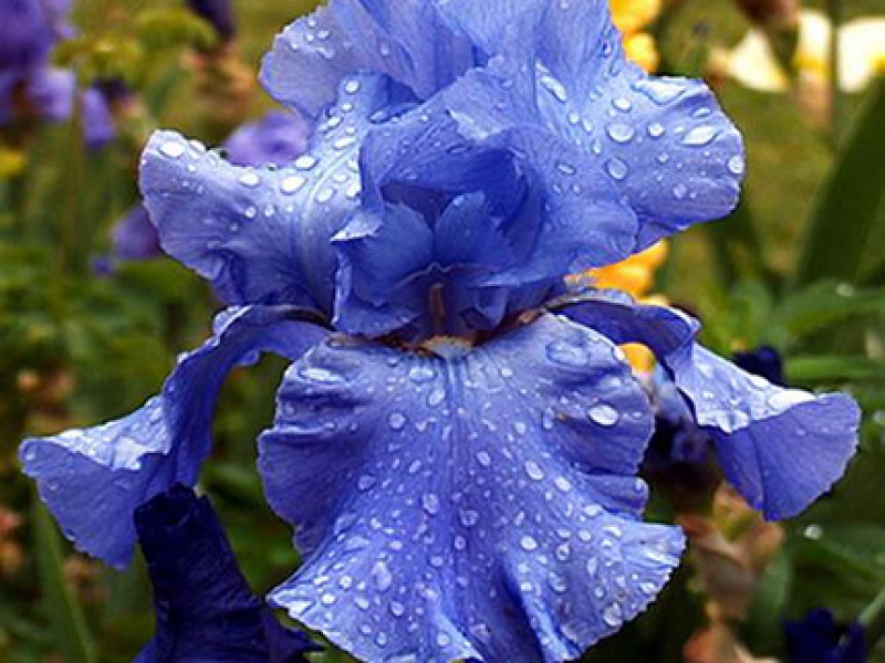 Ирис флорентийский