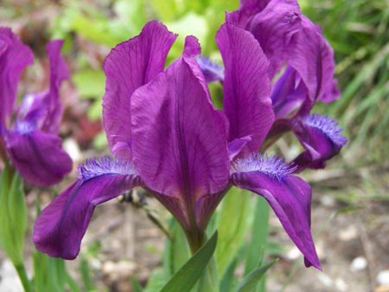 Ирис фурката или рогатый