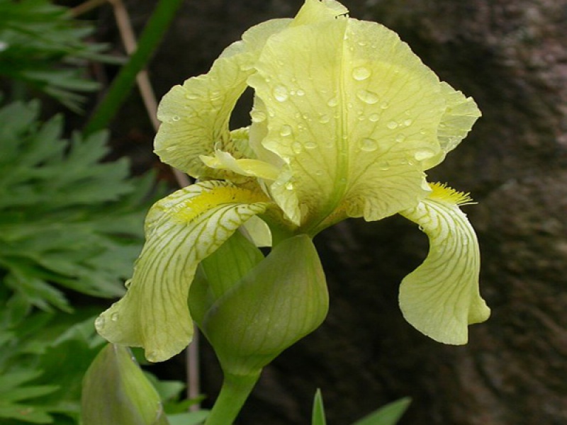 Ирис черепитчатый