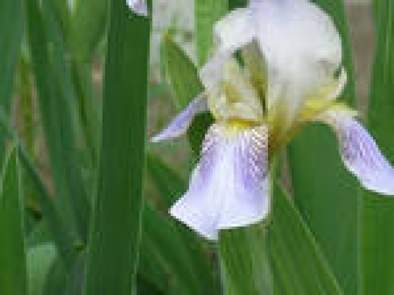 Ирис бледный