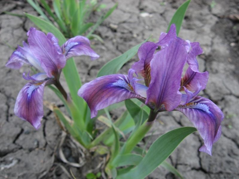Ирис карликовый