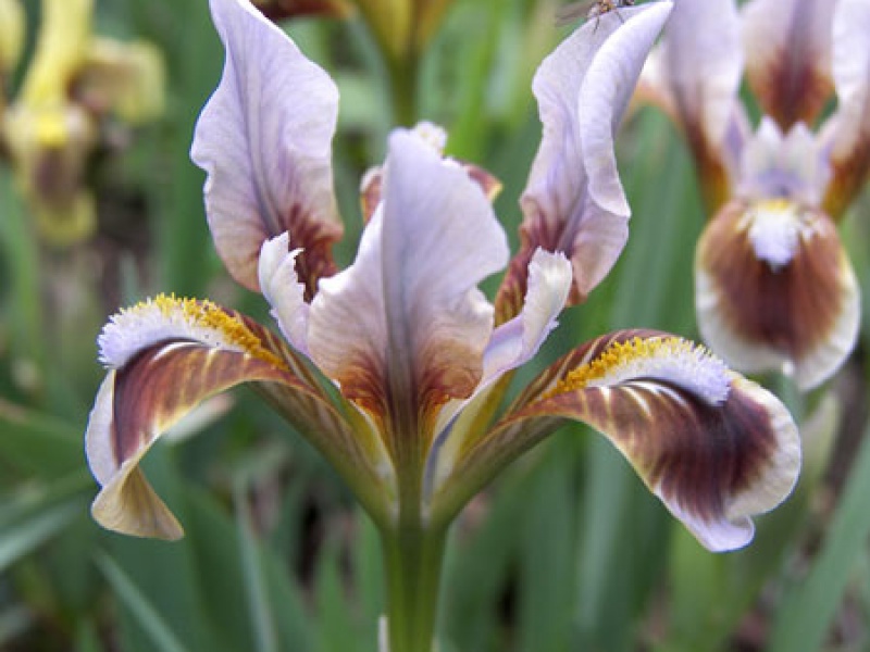 Ирис кожистый