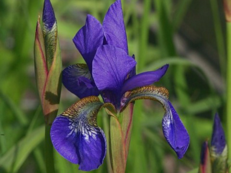 Ирис сибирский