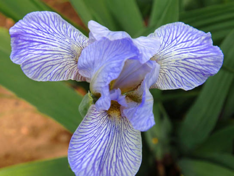 Ирис Тимофеева