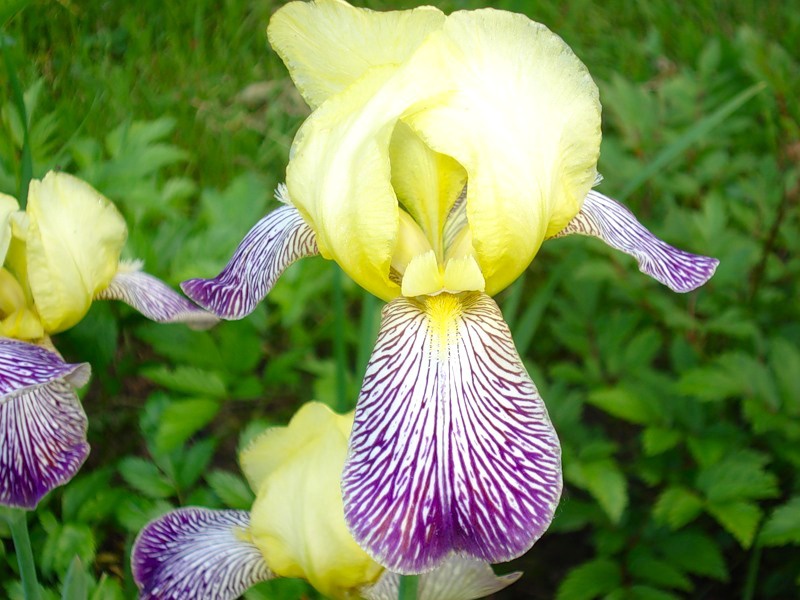 Ирис пестрый