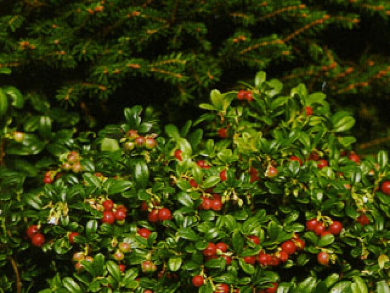 Bilberry or lingonberry