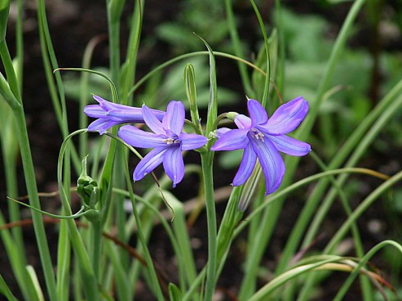 Иксиолирион каратегинский