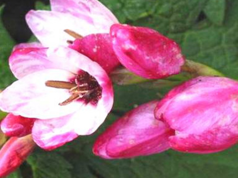 Иксия гибридная