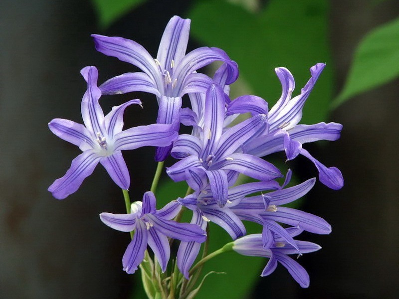 Иксиолирион