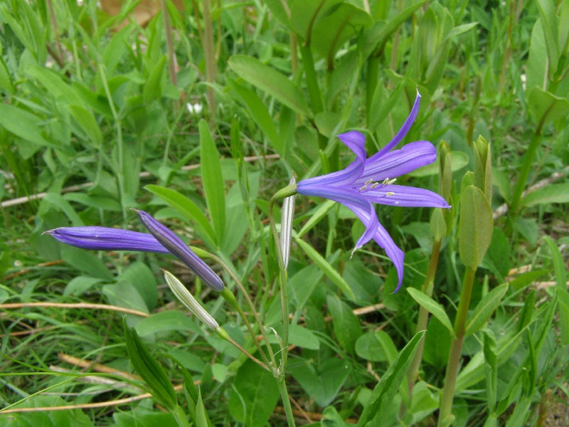 Иксиолирион горный