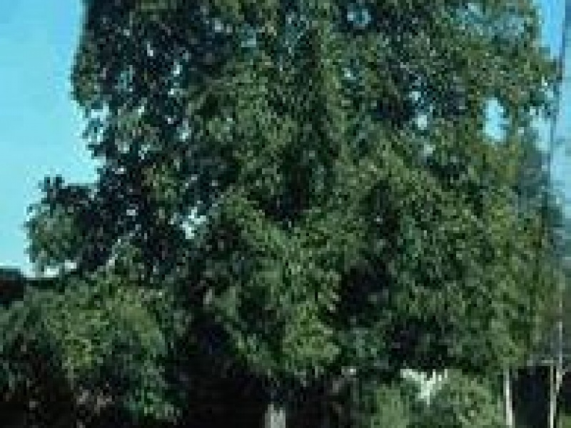 Орех грецкий