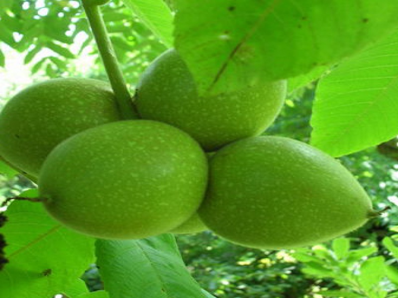 Орех Зибольда