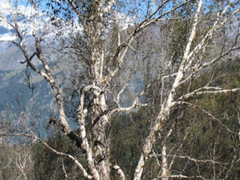 Himalayan birch
