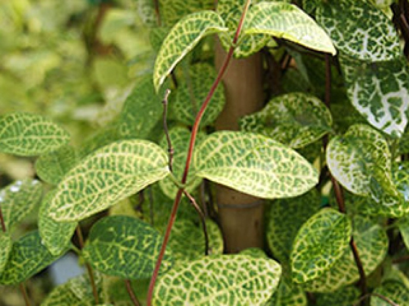 Japanese honeysuckle yellow-variegated