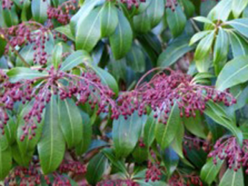 Skimmia